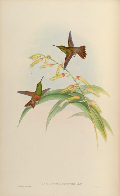 Amazilia castaneiventris door John Gould